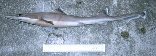 Slender smooth hound (Gollum attenuatus) — Pseudotriakidae — 3