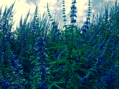 Vitex agnus-castus