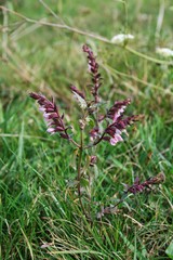 Odontites vernus