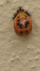 Harmonia axyridis