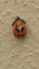 Harmonia axyridis