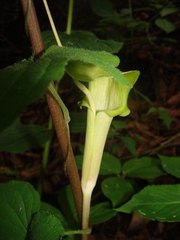 Arisaema macrospathum