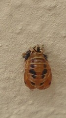 Harmonia axyridis