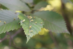 Tetraneura