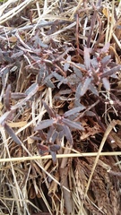 Gaultheria macrostigma