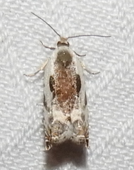Ancylis nubeculana