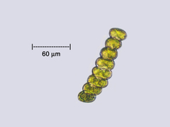 Scenedesmus