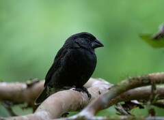 Medium Ground-Finch photo 1