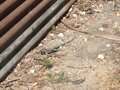 Aspidoscelis guttatus