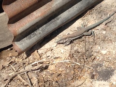 Aspidoscelis guttatus