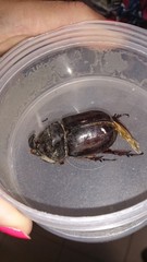 Oryctes nasicornis corniculatus