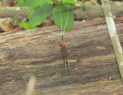 Calyptostomatidae