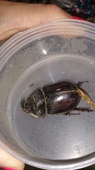 Oryctes nasicornis corniculatus