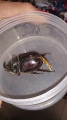 Oryctes nasicornis corniculatus