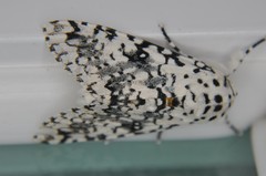 Lichnoptera decora