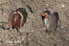 Prosopanche americana