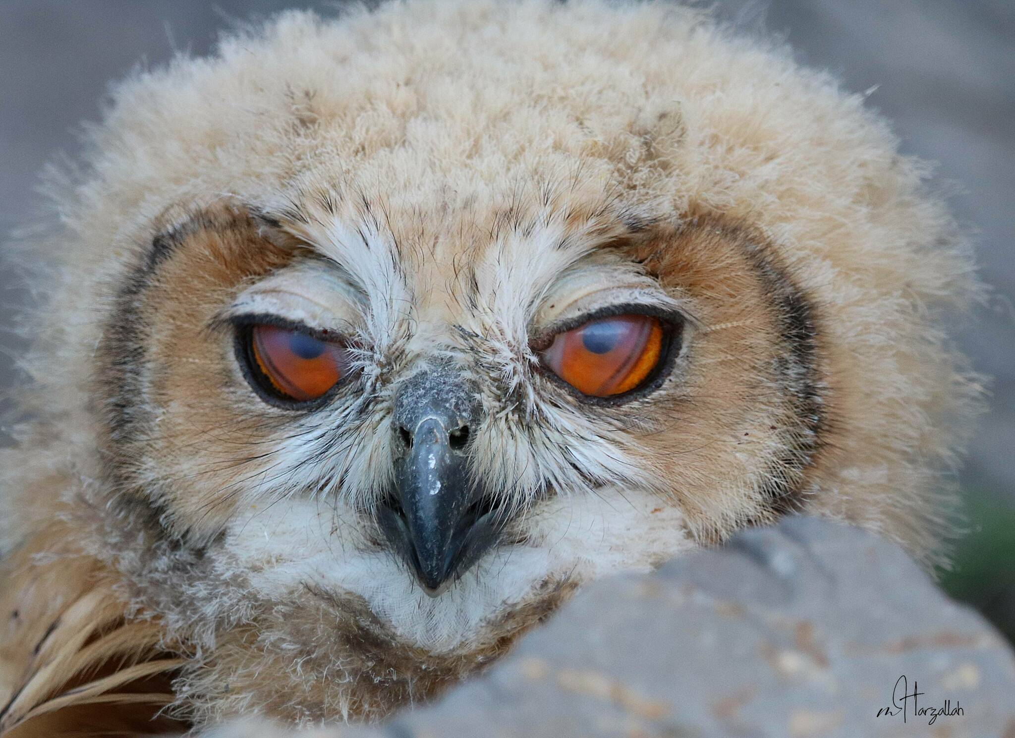 Pharaoh Eagle Owl (Bubo ascalaphus)