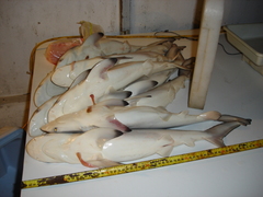 Carcharhinus brachyurus