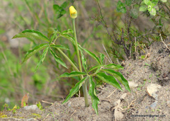 Arisaema flavum
