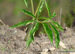Arisaema flavum