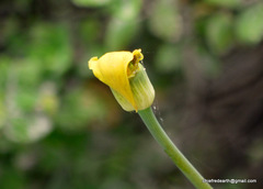 Arisaema flavum