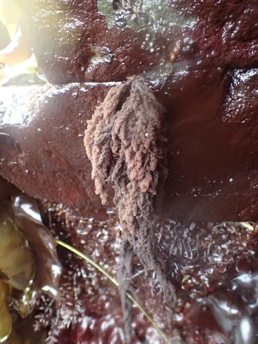 Image of Callithamnion pikeanum by (c) Allison Gong, some rights reserved (CC BY)