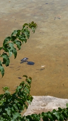 Trachemys scripta elegans