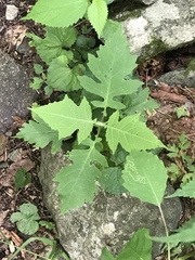 Smallanthus uvedalia