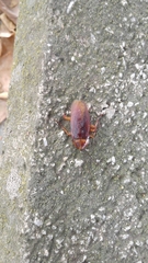 Periplaneta americana