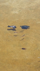 Trachemys scripta elegans