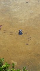 Trachemys scripta elegans