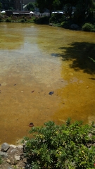 Trachemys scripta elegans