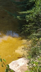 Trachemys scripta elegans