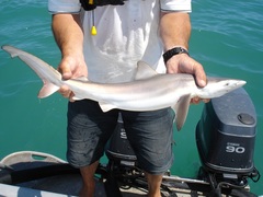 Carcharhinus brachyurus