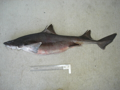 Southern Mandarin Shark photo 1