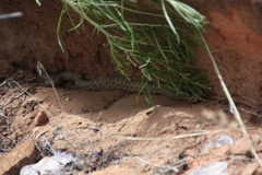 Crotalus oreganus concolor