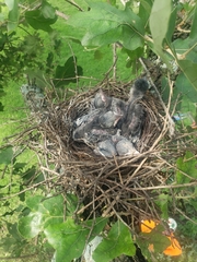 Ictinia mississippiensis