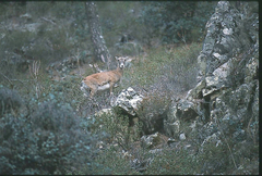 Ovis gmelini