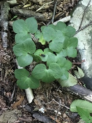 Hepatica americana