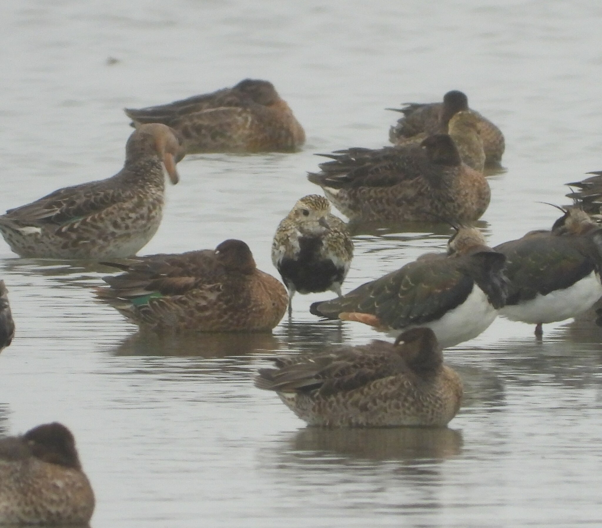 European Golden Plover