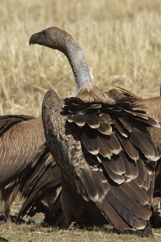 Rüppell's Griffon