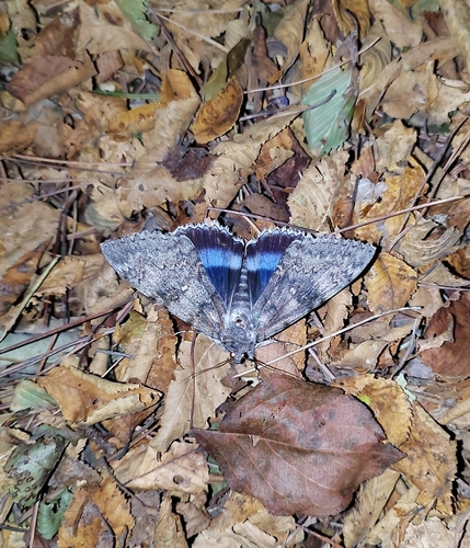 Blue Underwing