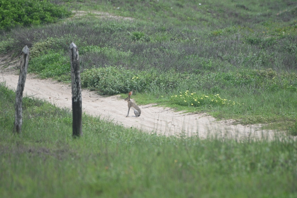 Hares And Jackrabbits
