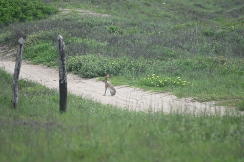 Hares And Jackrabbits