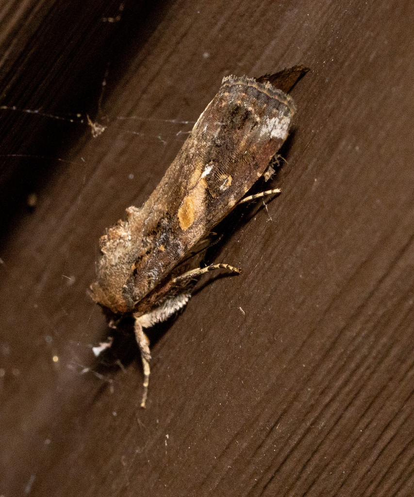 Fall Armyworm Moth from Centerville, OH, USA on August 26, 2024 at 10: ...