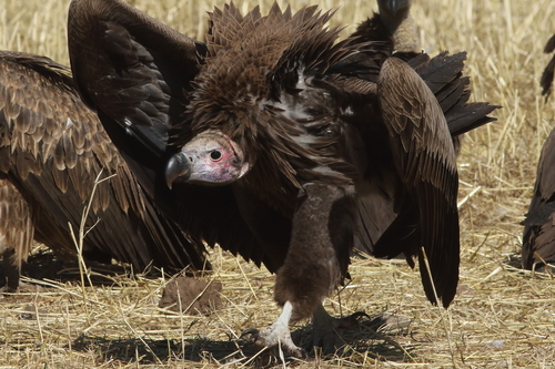 Lappet-faced Vulture