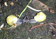 Cepaea hortensis