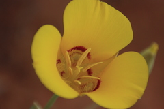Calochortus aureus