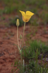 Calochortus aureus