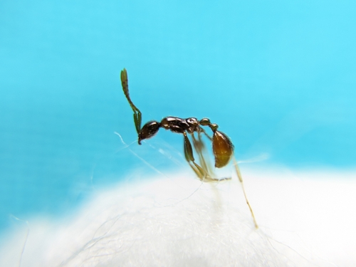 Aenictus wroughtonii